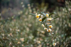 teträden i teträdgården blommar för fullt foto