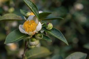 under solen finns teblommor med vita kronblad och gula blomkärnor i den vilda teskogen foto