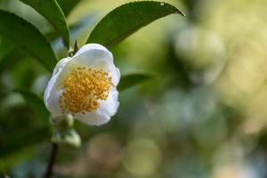 under solen finns teblommor med vita kronblad och gula blomkärnor i den vilda teskogen foto