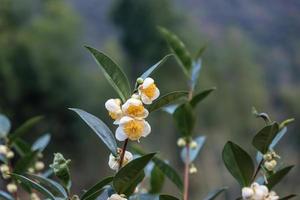 under solen finns teblommor med vita kronblad och gula blomkärnor i den vilda teskogen foto