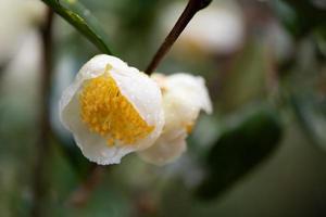 tea tree blommor i regnet, kronblad med regndroppar foto