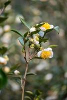 teträden i teträdgården blommar för fullt foto