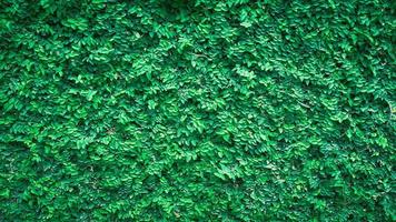 natur bakgrund av grön växt på väggen. grön bakgrund foto