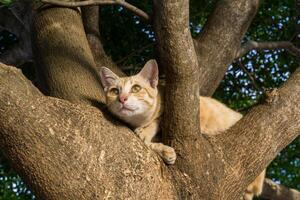 orange herrelös katt sover på en träd för säkerhet. de liv av djur är en naturlig cykel. foto