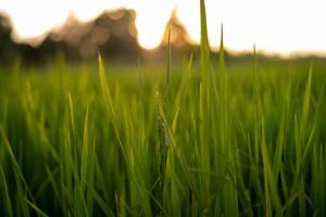 solnedgång ris grön fält bakgrund foto