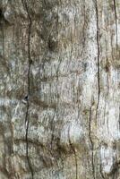 spannmål trä textur bakgrund foto