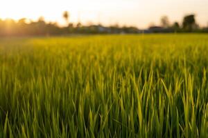 solnedgång ris grön fält bakgrund foto