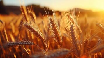ai genererad gyllene vete fält på solnedgång, lantbruk skönhet, skörda tid lugn foto