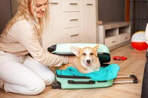 kvinna sätter corgi hund, valp, in i resväska. förberedelse för resa, ankomst på hotell, äventyr, Turné, turism. kärlek och vård för sällskapsdjur, transport av djur foto