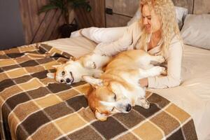 kvinna spelar med hundar på säng, rolig och nöjd djur, kärlek och vård för sällskapsdjur, brun corgis. livsstil, lycka och glädje. pläd. foto