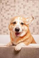 corgi tvättar i badrum, rolig hatt på öron, vatten procedurer, tar vård av sällskapsdjur, Lycklig hund foto