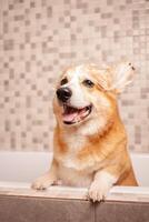 corgi tvättar i badrum, rolig hatt på öron, vatten procedurer, tar vård av sällskapsdjur, Lycklig hund. leende. foto