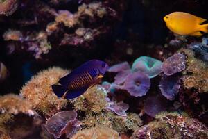 skön fisk simmar i de akvarium, hav, de hav. sällsynt exotisk fisk i natur. oceanarium, företag turist. bakgrund, skärmsläckare. stänga upp foto