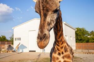 skön giraff i biopark, företag på afrikansk djur, turism. porträtt djur- foto