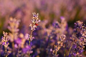 lavendel- fält på solnedgång. blommor med grundläggande olja. foto