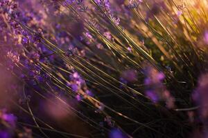lavendel- fält på solnedgång. blommor med grundläggande olja. foto