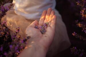 lavendel- fält på solnedgång. blommor med grundläggande olja. foto