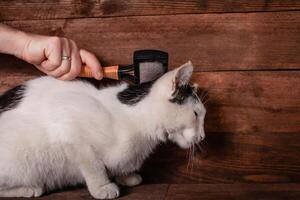 en man kammar en svart och vit katt med en hårkam för djur. foto