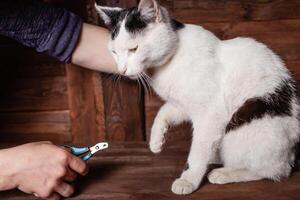 en man nedskärningar en svart och vit kattens klor med en särskild klippare. foto