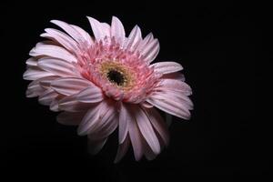 rosa gerbera blomma på svart foto