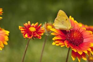 makro fjäril foto