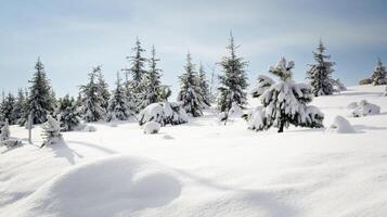 tall träd i vinter- snö foto