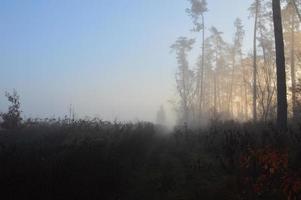 morgondimma och dis i skog och by foto