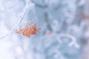 frost täckt orange gult torrt blad på trädgren. vinter närbild, säsongens detalj i naturen. abstrakt fryst blad foto