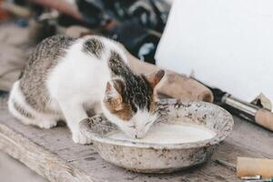 herrelös katt drycker mjölk från en rostig skål på de gata foto