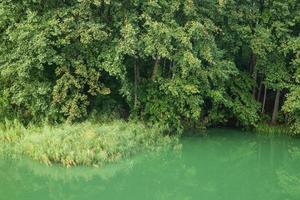 vild övervuxen skogssjö med grönt vatten. foto