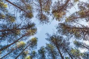 nedifrån och upp i en tallskog. tallarnas toppar mot bakgrunden av bar himmel. foto
