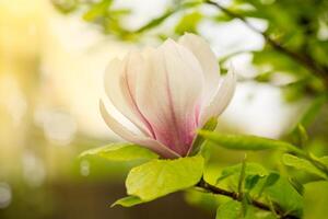 ett rosa blomma på en gren av blomning magnolia närbild foto