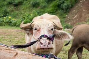 albino vit buffel djur- jordbruk i bås foto