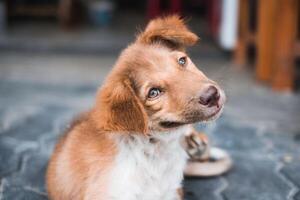 inhemsk rolig ung brun hund kliar sig och leende i de hus foto