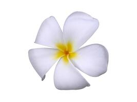 vit frangipani blomma. foto
