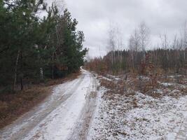 snö föll i en ung skog foto