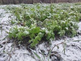 snö föll på de trädgård var grönsaker växa i de by foto