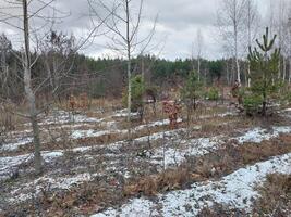 snö föll i en ung skog foto