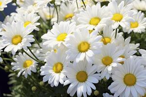 ai genererad vit daisy blommor. ai genererad foto