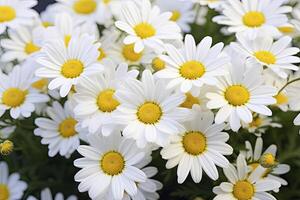 ai genererad vit daisy blommor. ai genererad foto