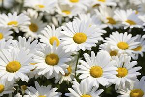 ai genererad vit daisy blommor. ai genererad foto