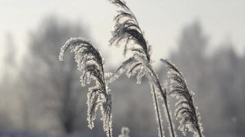 närbild av gräs i vinter- glasera. kreativ. skön borstar av stäpp gräs täckt med glasera. gräs i frost på solig vinter- dag foto