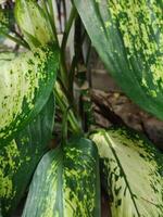 dieffenbachia seguine, tropisk växter med skön textur grön löv. foto