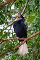 stor fågel hornbill blå nacke uppflugen på träd i parkera foto