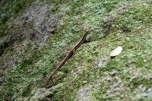 skink, scincoid ödla stående på lav sten foto