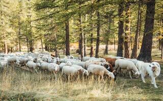 en hund ledande flock av får till beta på äng i höst skog foto