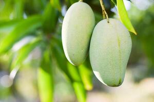 mango frukt på träd i fruktträdgård foto