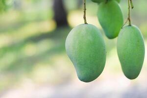 mango frukt på träd i fruktträdgård foto