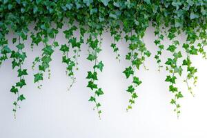 ai genererad grön murgröna vinstockar hängande från en vit vägg foto