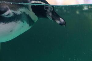 en pingvin simning i de vatten med dess huvud ovan de vattnen yta och under de vatten yta foto